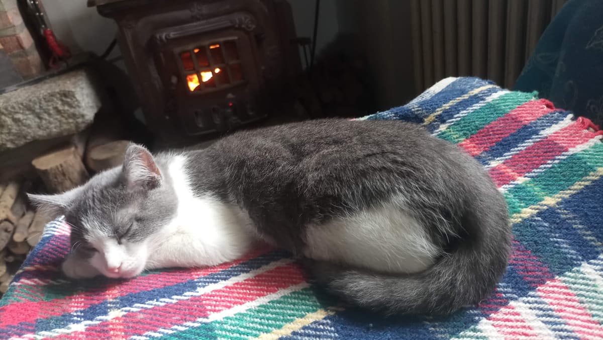 Ho fatto delle foto bellerrime al mio gatto 🥰