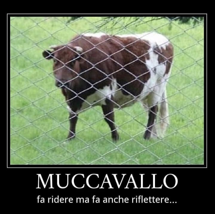 muccavallo 