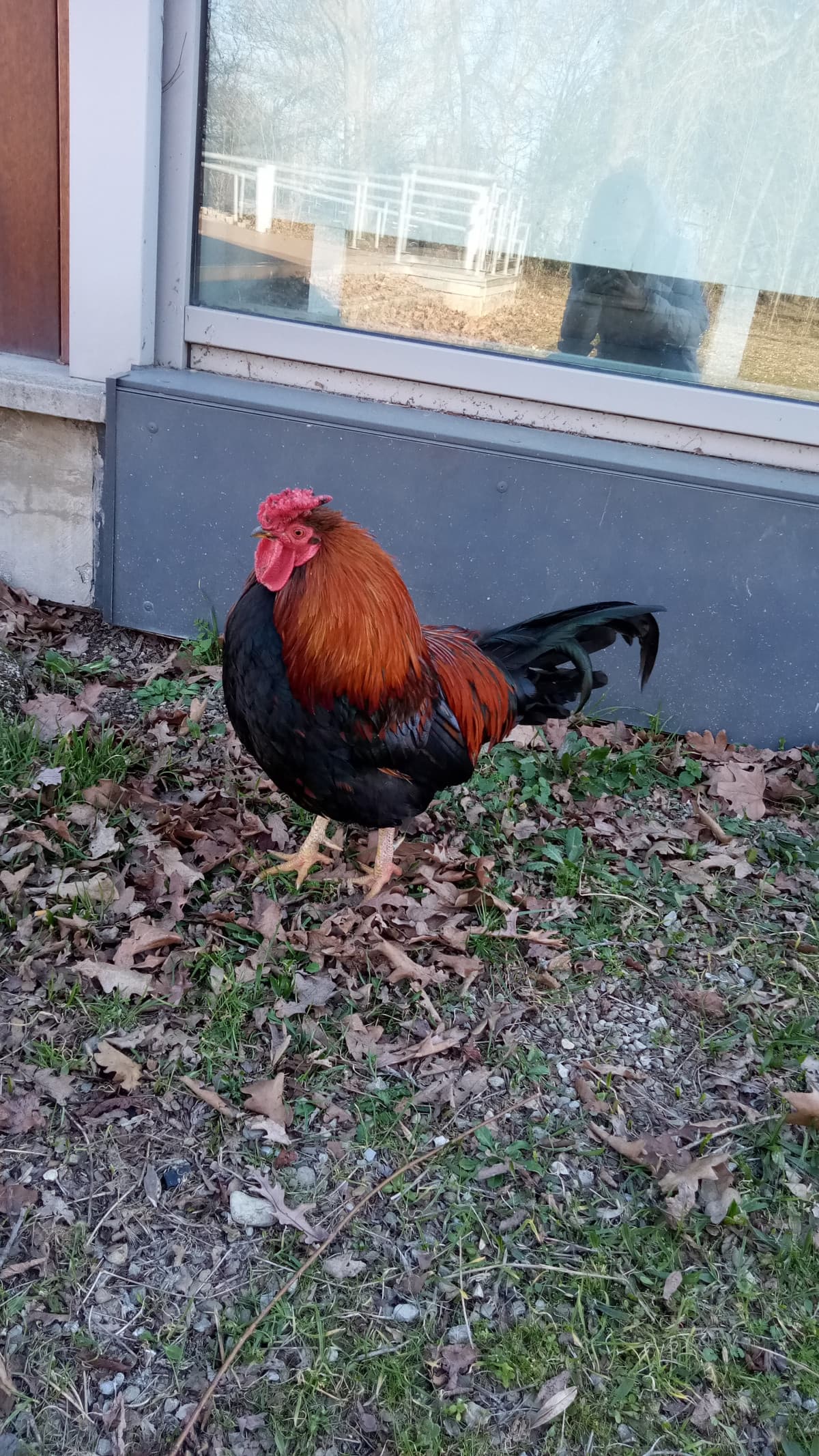 Il mio Melindo
