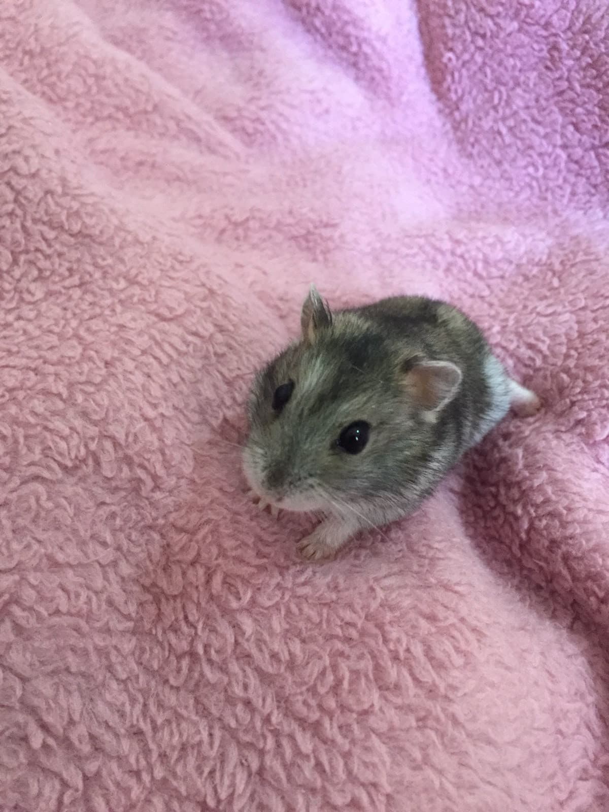 Salutate Baffetto 🐹