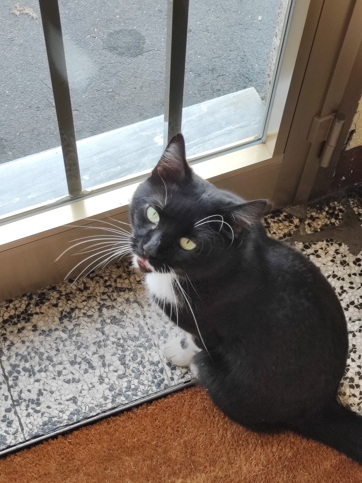 pupo 🐈⬛, ugh sto andando in palestra ma non ho voglia di vedere la gente