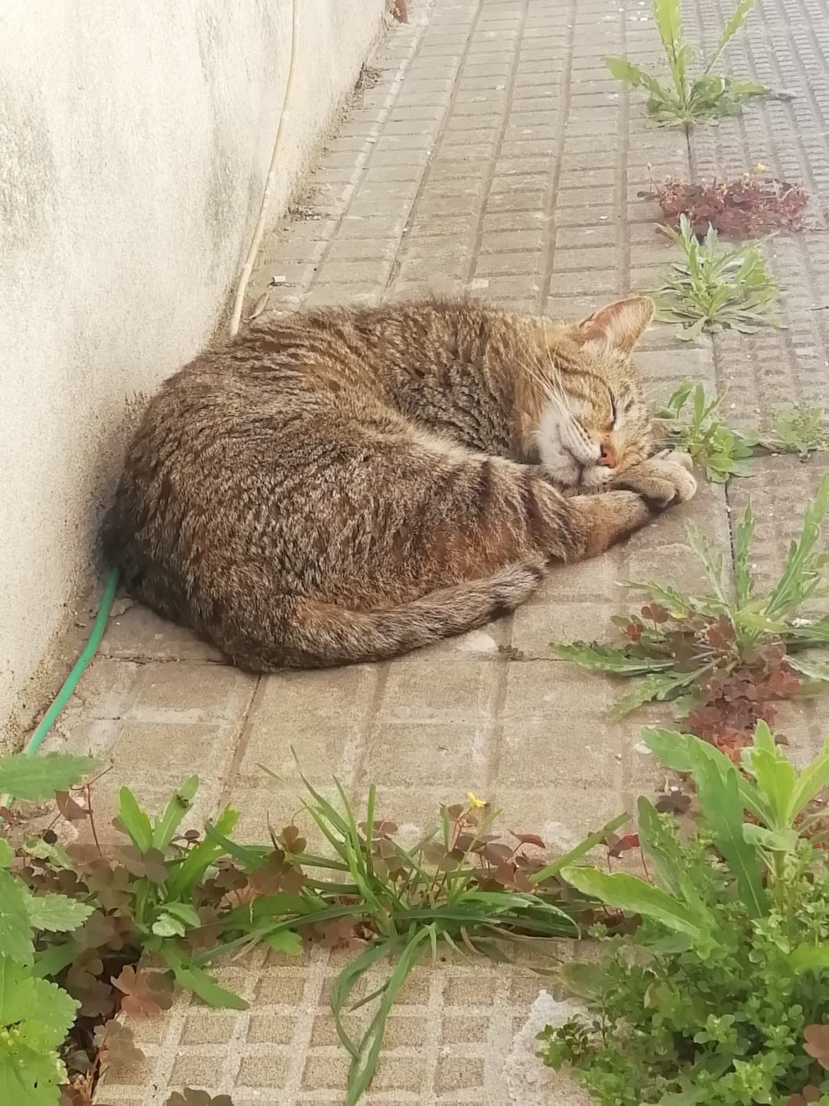 Se non piscia sul telo del mio motorino e non lascia zampate sul parabrezza della mia macchina non è contento. #Catsday
❤️
