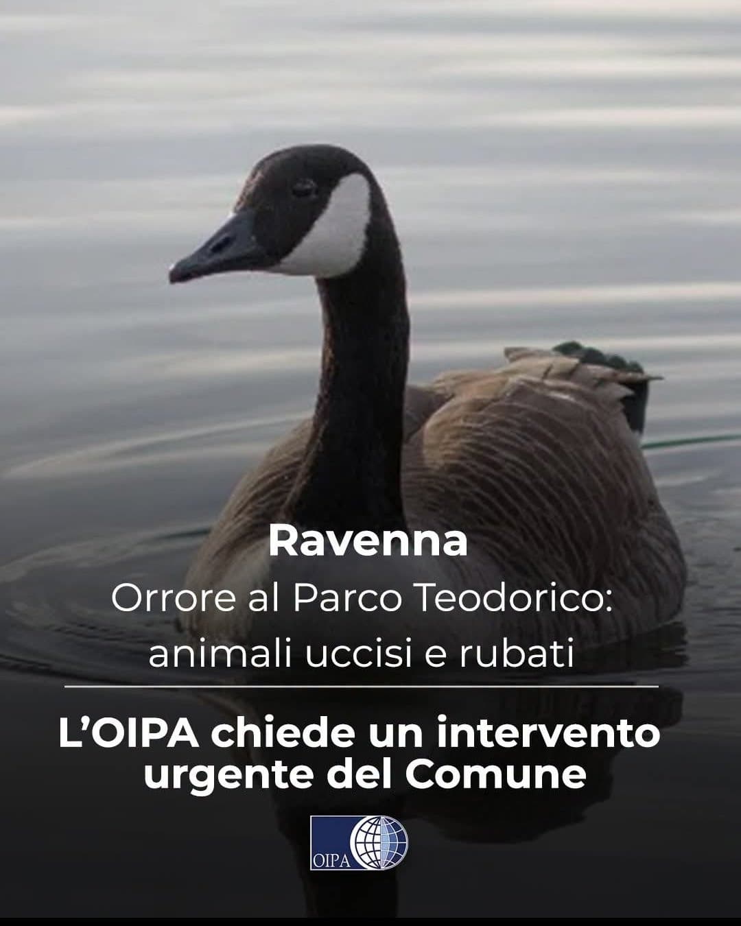indovinate chi è stato