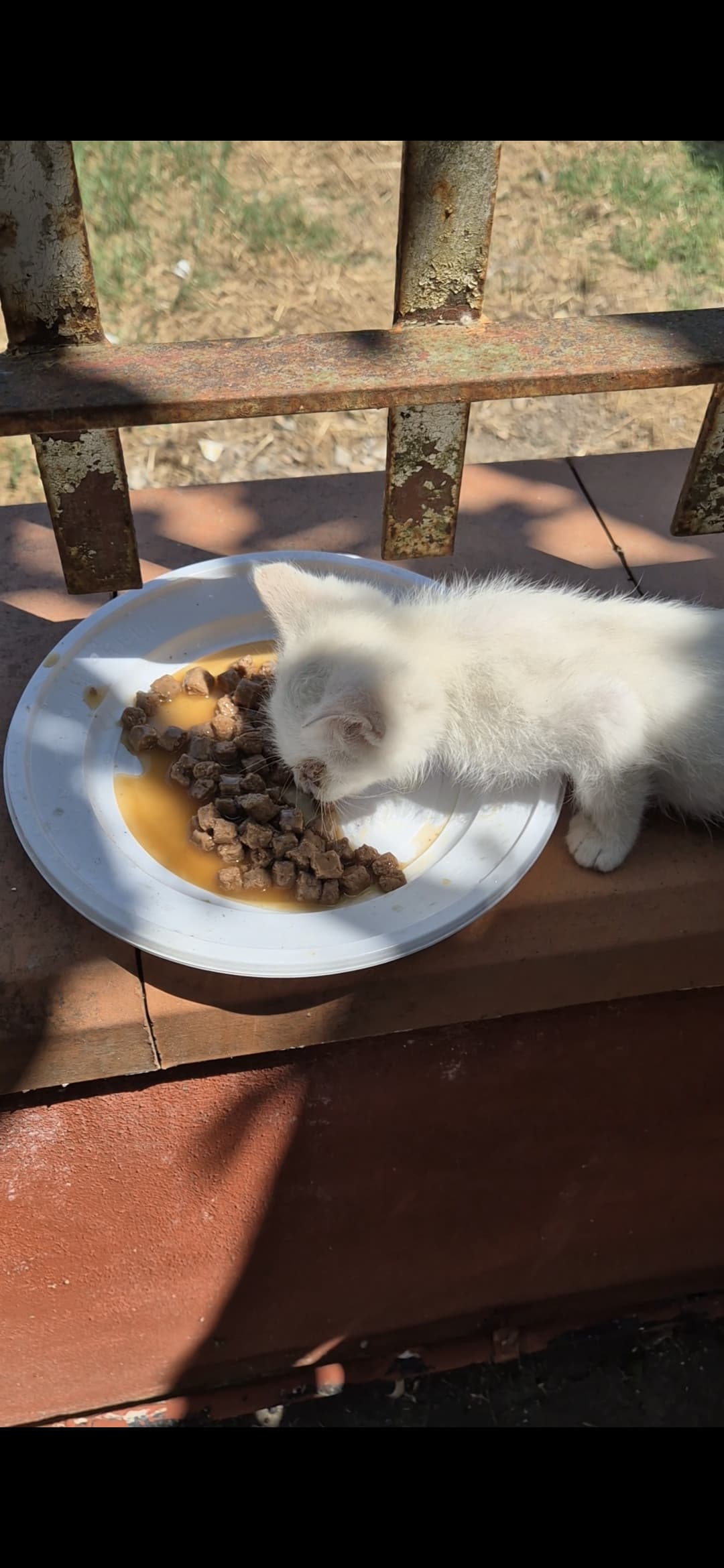 Buon appetitoo