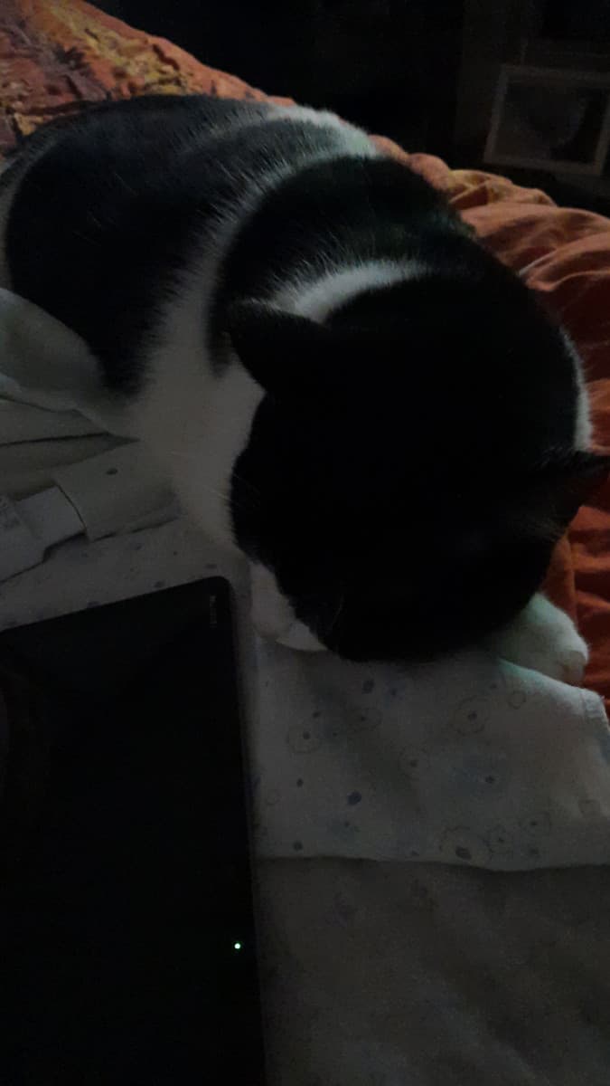 Stasera sono un po' giù, però almeno lei mi sta vicino dai