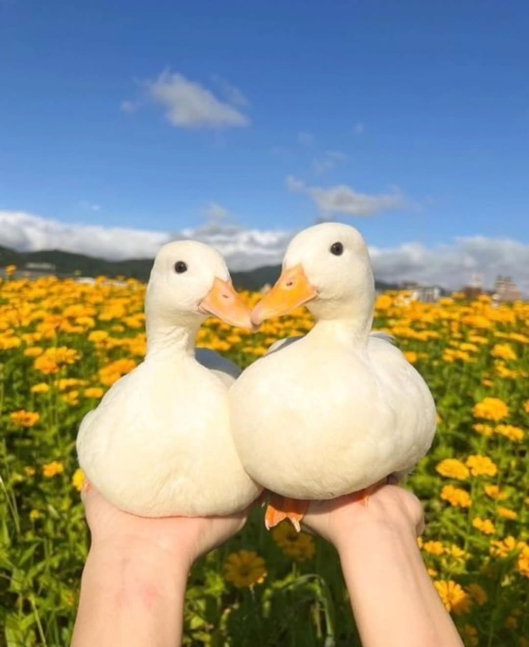 Che belle le papere specie quando