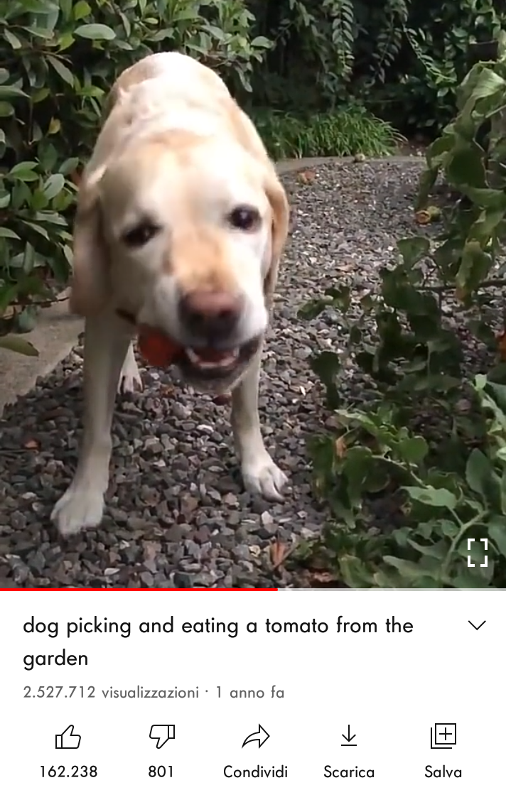Lo so che l'ho già detto ma di nuovo stavo guardando la galleria e mi è venuto im mente questo video, non ce la faccio mi fa stare male, mi fa troppa tenerezza. Piango ogni volta