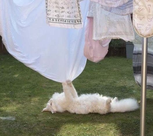 Non fate come me, non osate sfidare mai il karma~
