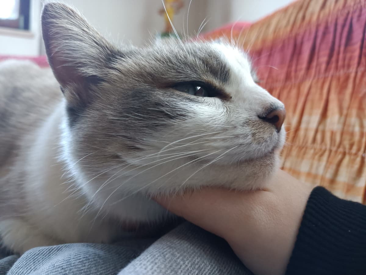 È carina ma aggressiva. Una carezza in più e cerca di morderti se non ha voglia. Questa notte era nel mio letto, appena mi sono girata è andata via