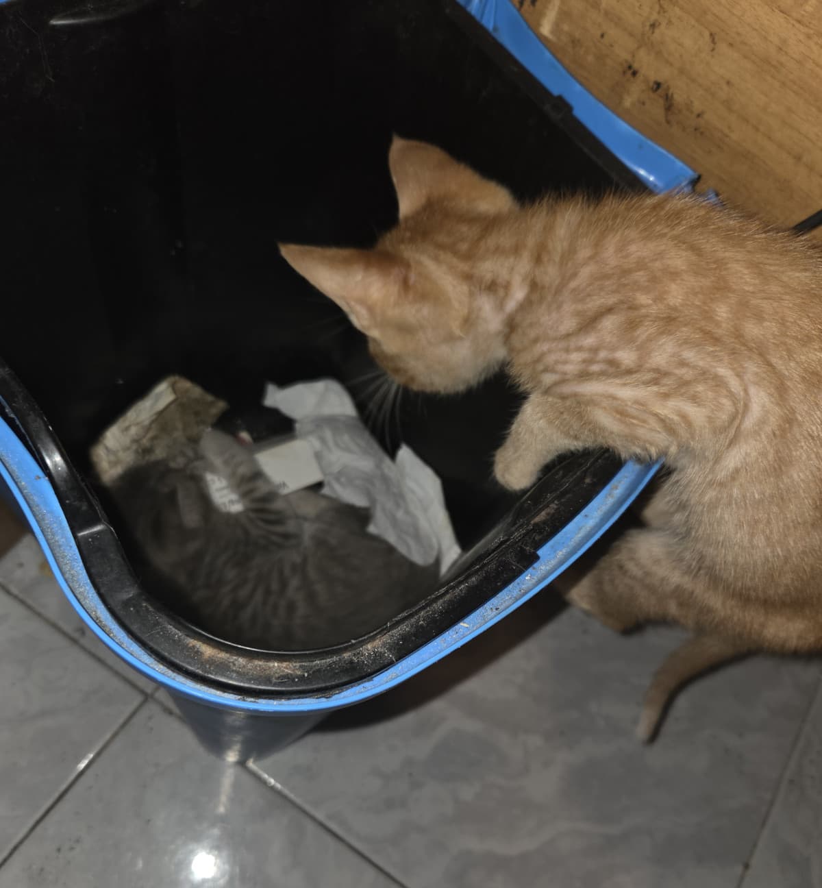 normale giornata con dei gatti