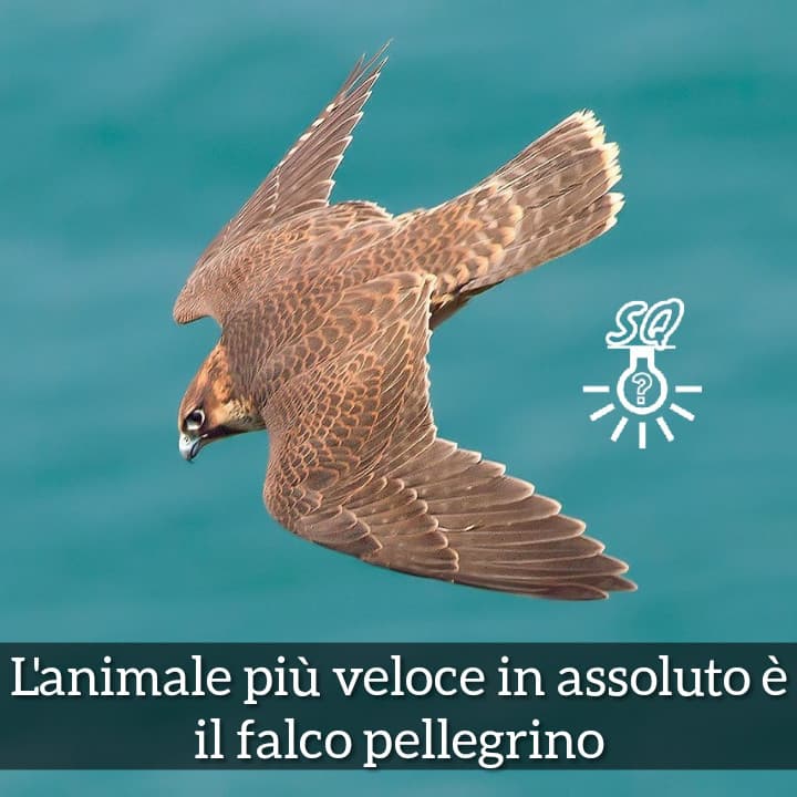 #curiosità