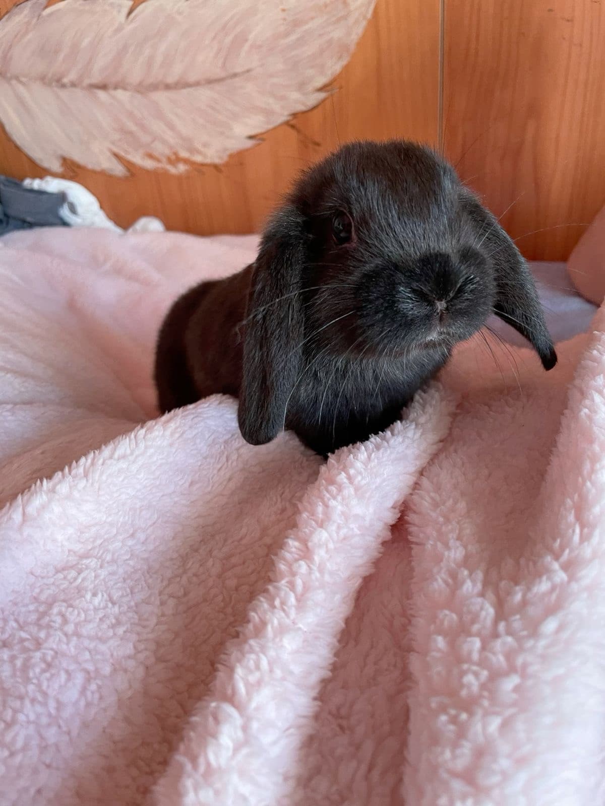 Date il buongiorno a bunny