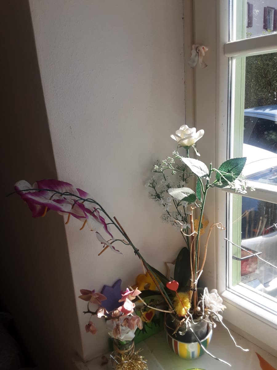 I fiori regalati dal mio fidanzato.