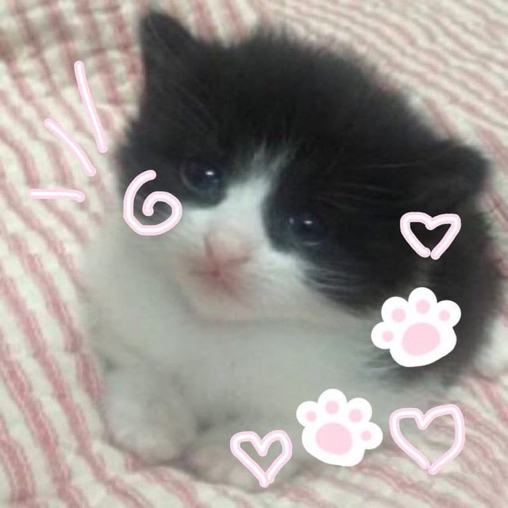 Sono un gattino carino~. No, okay, mi odio. Però sono un gatto, se qualcuno osa dire il contrario lo picchio. No, non è vero, sono troppo pacifica, vabbè, vado a piangerw
