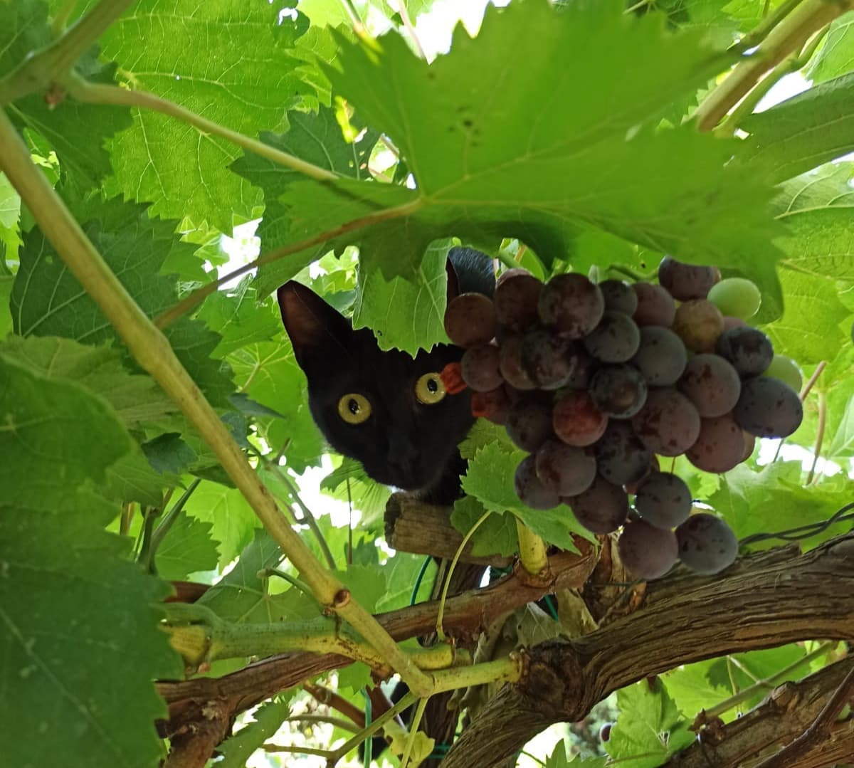 Ho un nuovo tipo di uva nell'orto...