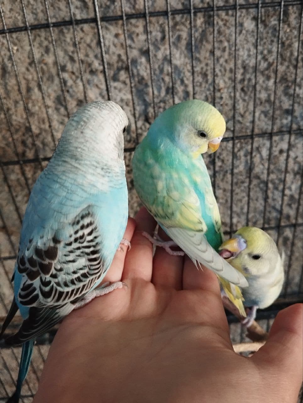 Bene vi aggiorno un po' sulla situa coco