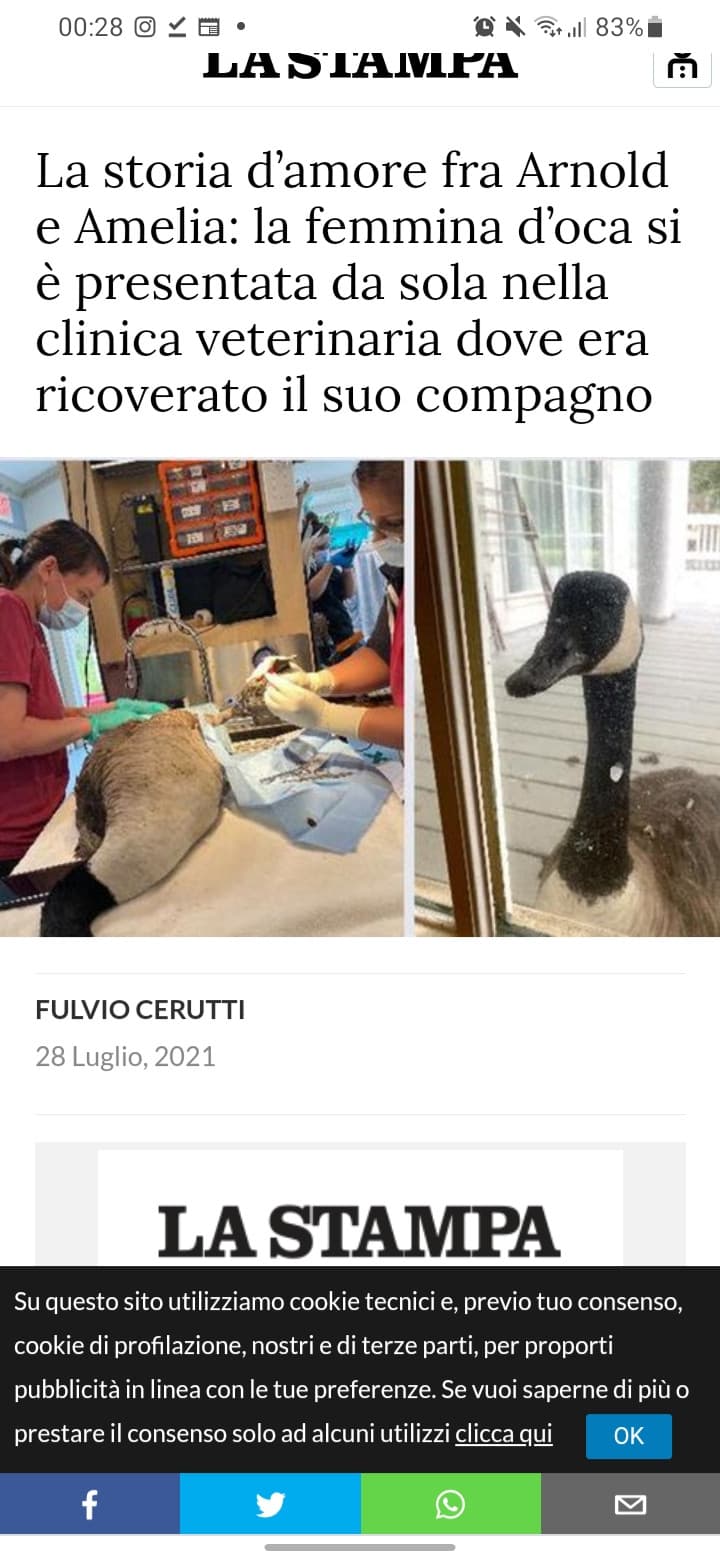 Ma solo per me gki animale vedono un altro mondo? Cioè mi imaggi o come un mondo fatato o come le fiabe, xose che noi umani non sapremo mai. Magari parlano anche con le fate ???.