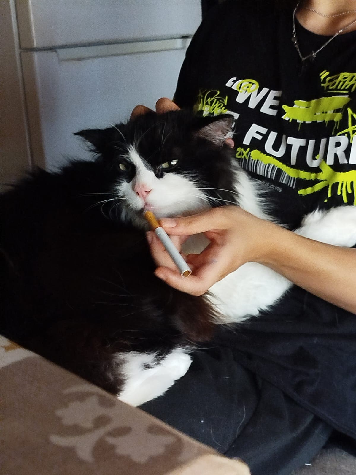 Ecco il gatto della mia amica