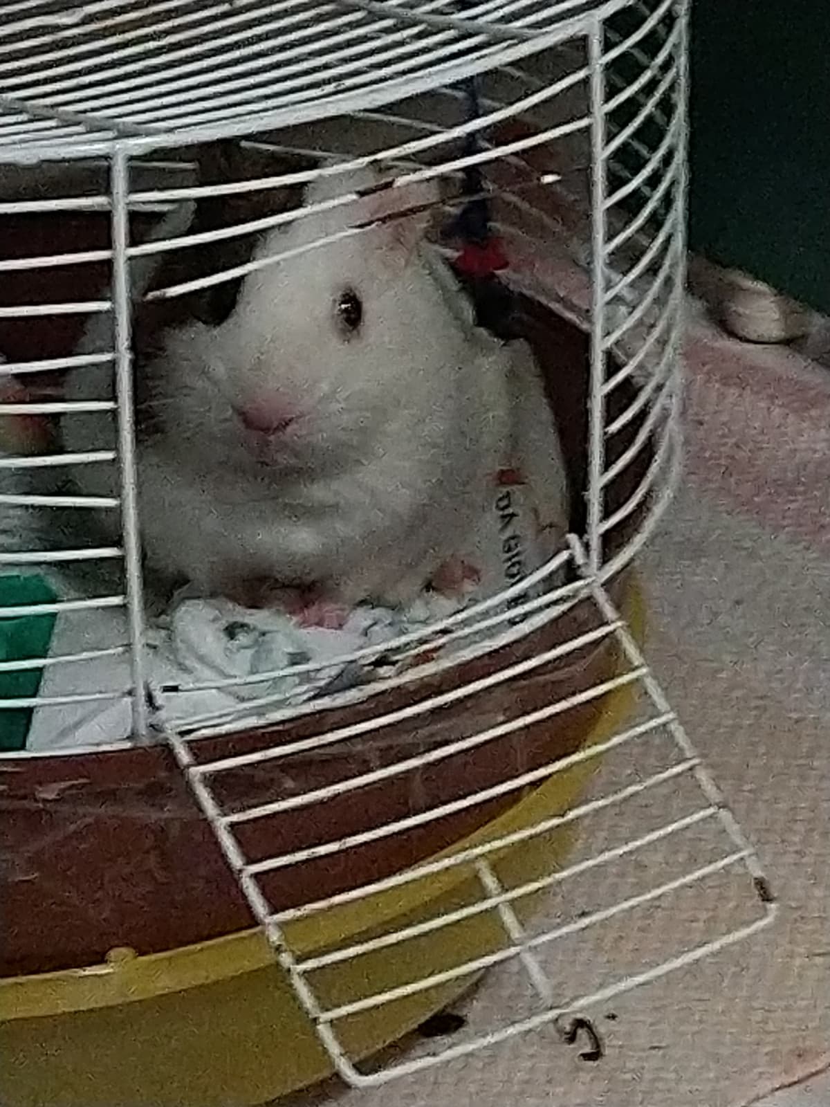Il mio animaletto ha dei problemi