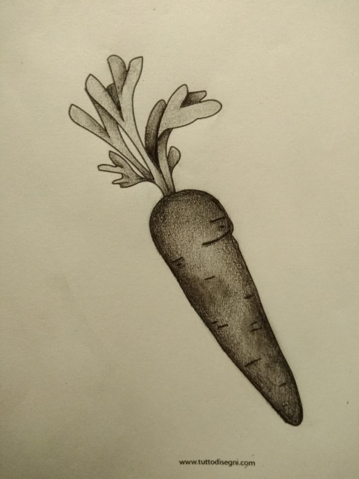 Carota marcia.