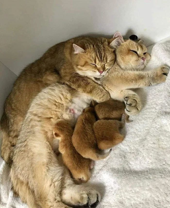 Famigliola pelosa