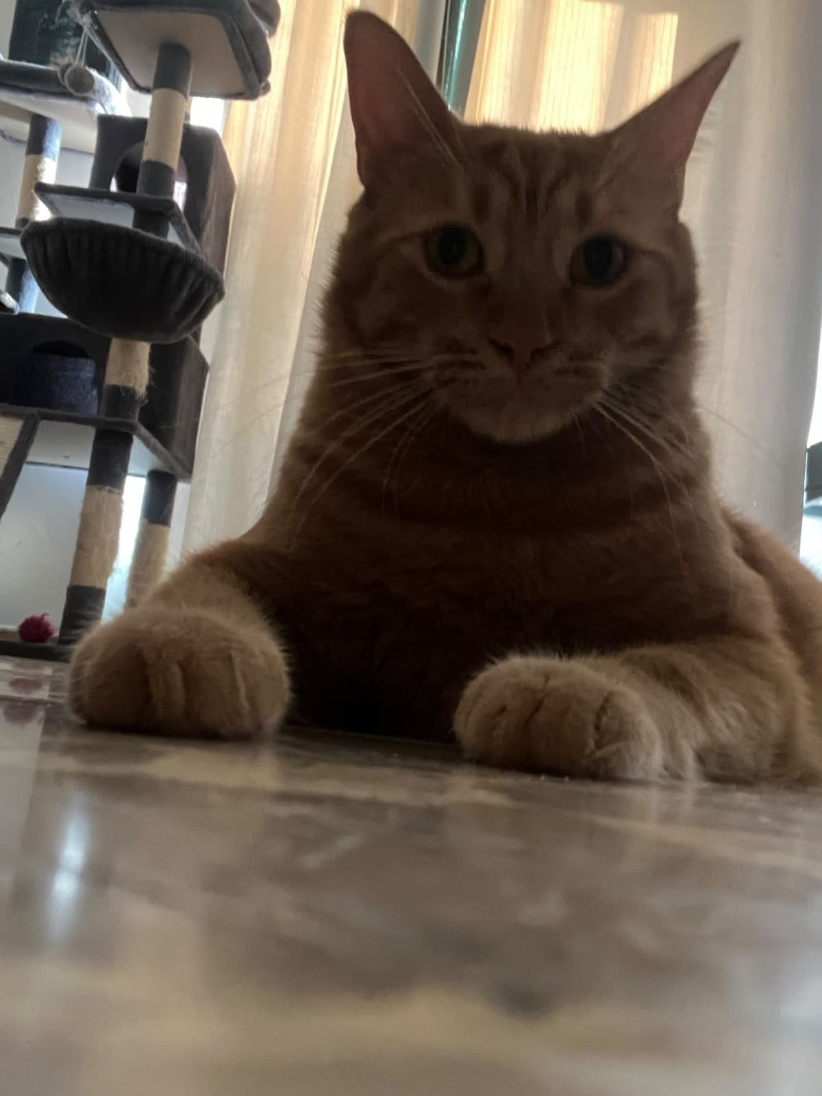 Gatto panzone
