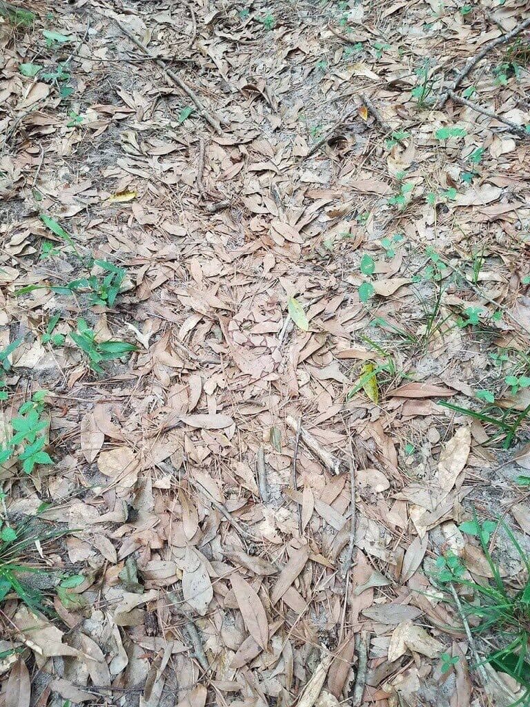 Riesci a trovare il serpente?