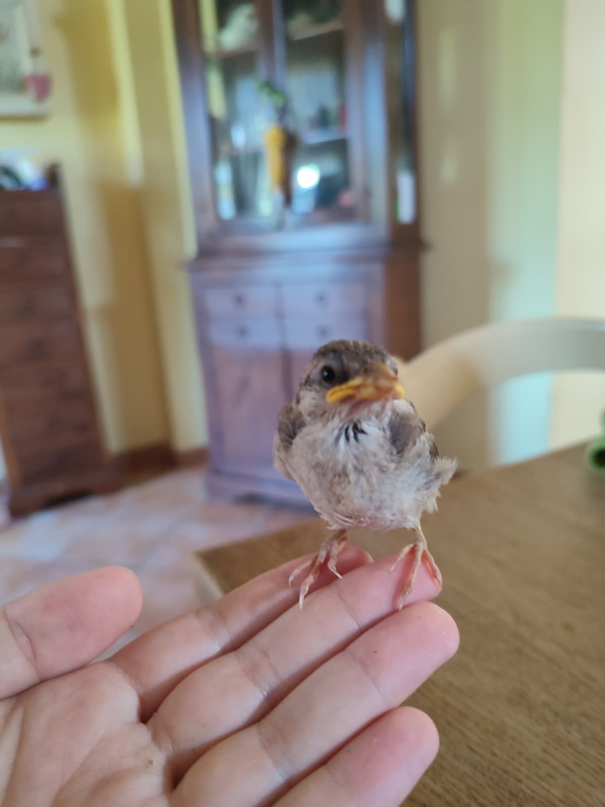Prendermi cura di questi cosetti è tutto ciò di cui ho bisogno.