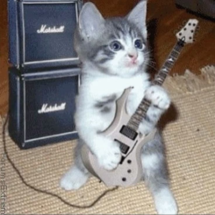 what ts cat is doing is very smart, but also very dangerous🥀🥀🥀