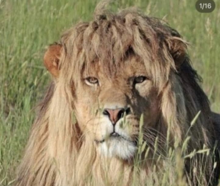 haircut idea??