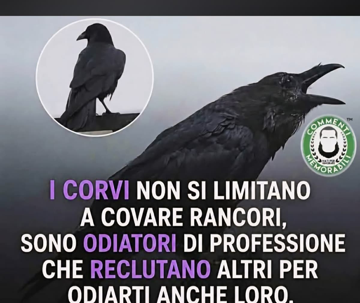 Meglio evitare un battibecco