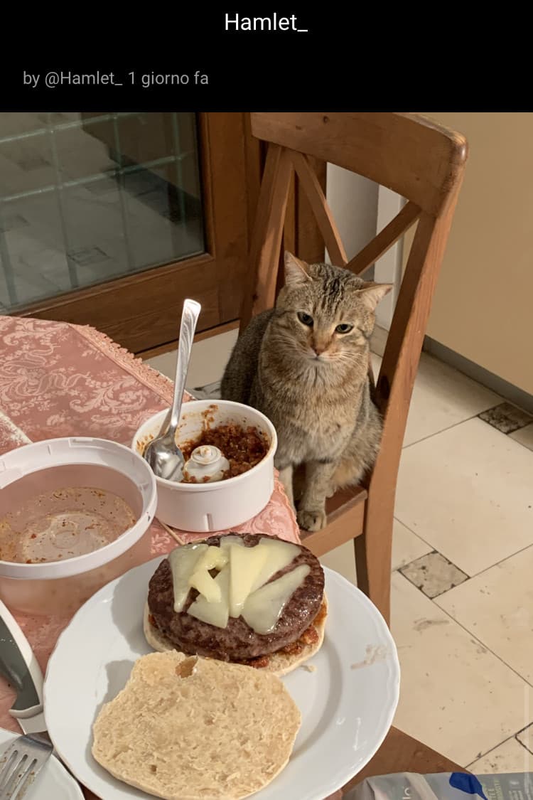 Convertitevi all’hamletismo (GUARDATE CHE CARINO IL GATTO SJJSJSJNA)