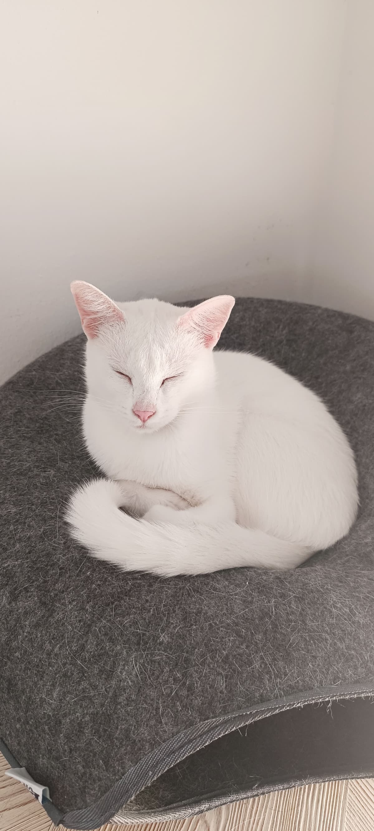 Batuffolino🥹