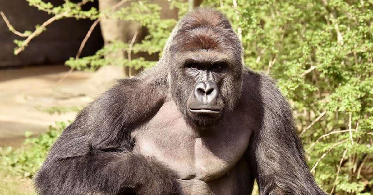 #MemePills | Harambe