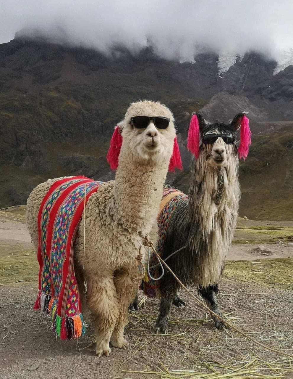 Sono turisti, si vede vero?