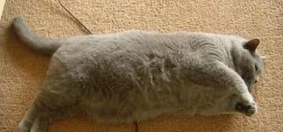 Gatto bello