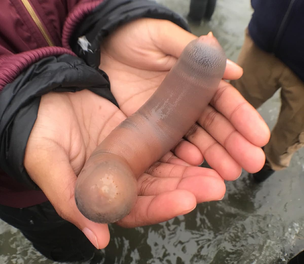 Ecco a voi il pesce pene