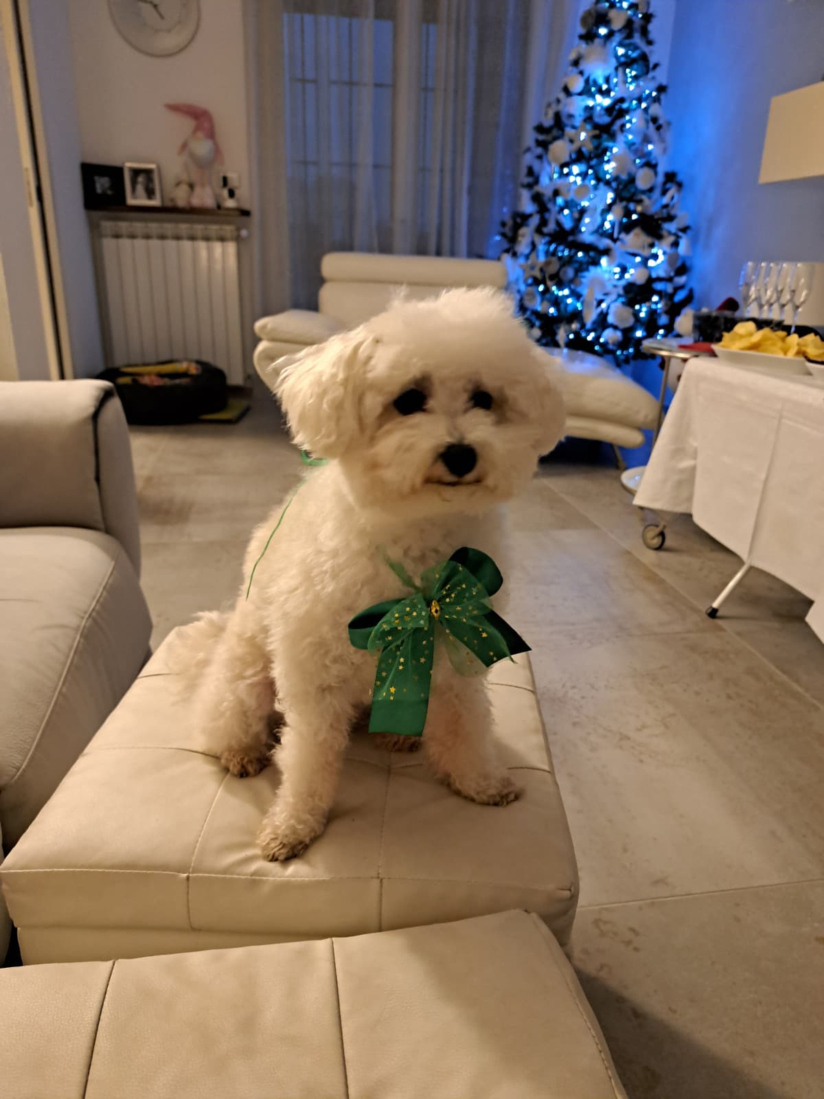 Mi aggrego anche io alle foto di cani