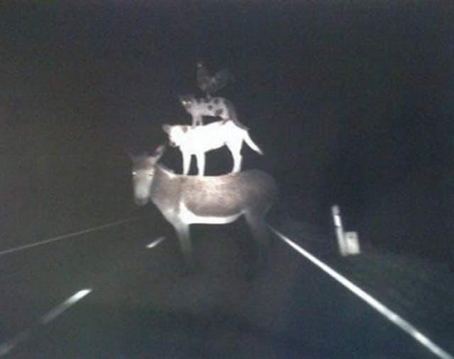 Ieri notte tornando a casa brillo..