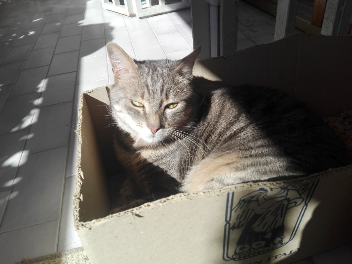Sentite mi sto rompendo il cazzo quindi beccatevi sta foto di Max