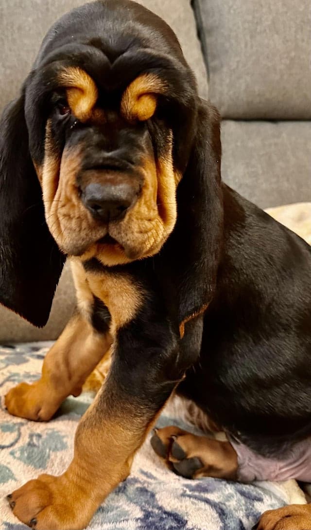 il mio cane da cucciolo non ho o ancora trovato una foto chiara perche' e' morto tempo fa', per questo metto una foto presa da internet