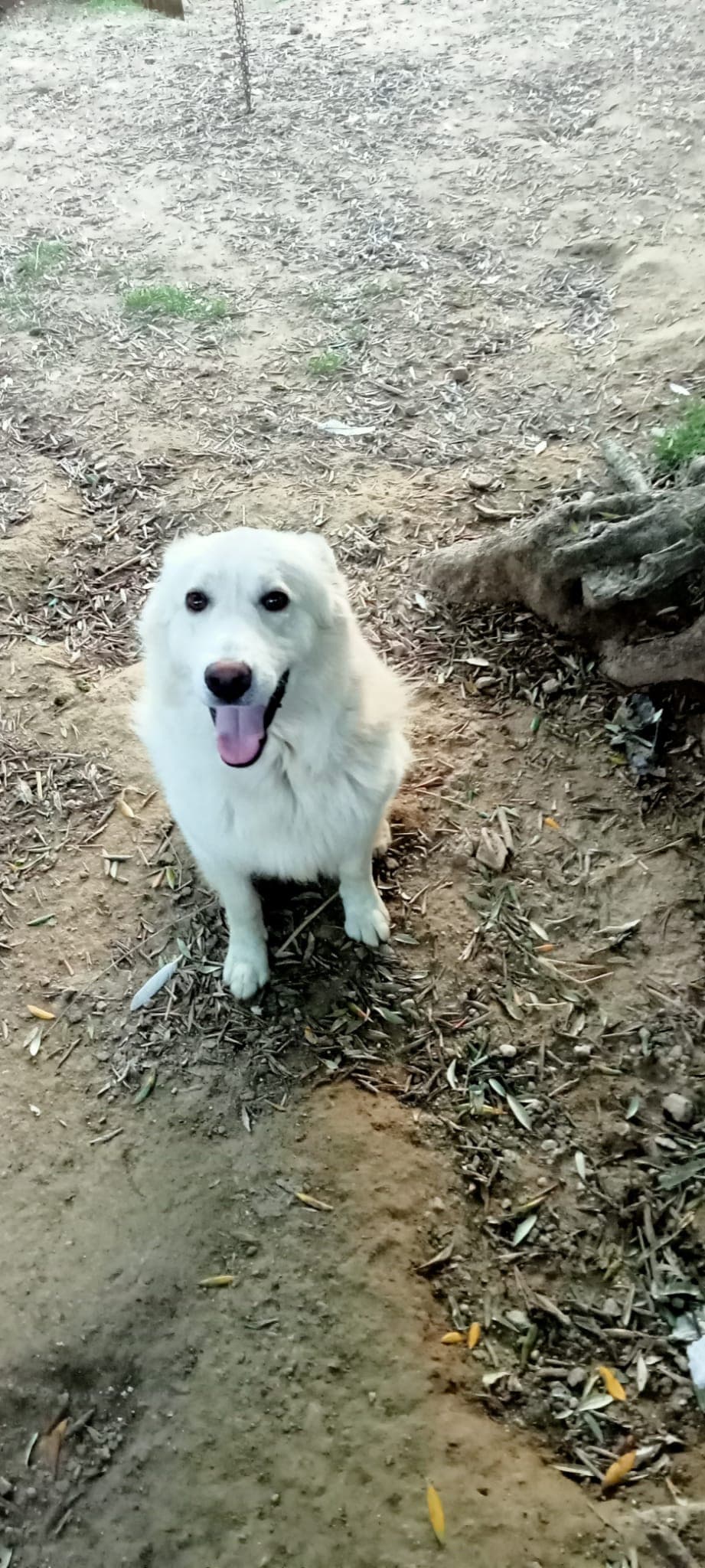 il mio bisonte ragazzi