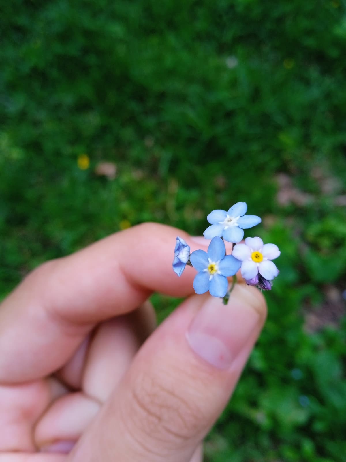 un fiorellino per tutti voi insegretini che leggete i miei shouts e i miei segreti senza mai farmi sentire sola, ho pochi amici e sapere che posso condividere qualcosa con delle persone mi rende felice :')