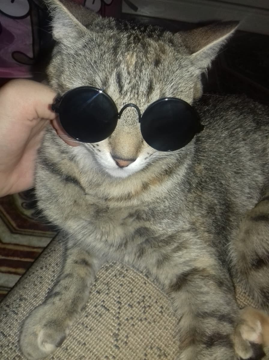 Per migliorarvi la serata in caso foste tristi, ecco a voi il mio gatto con gli occhiali di shein.
Ricorda che ti voglio bene!!:)