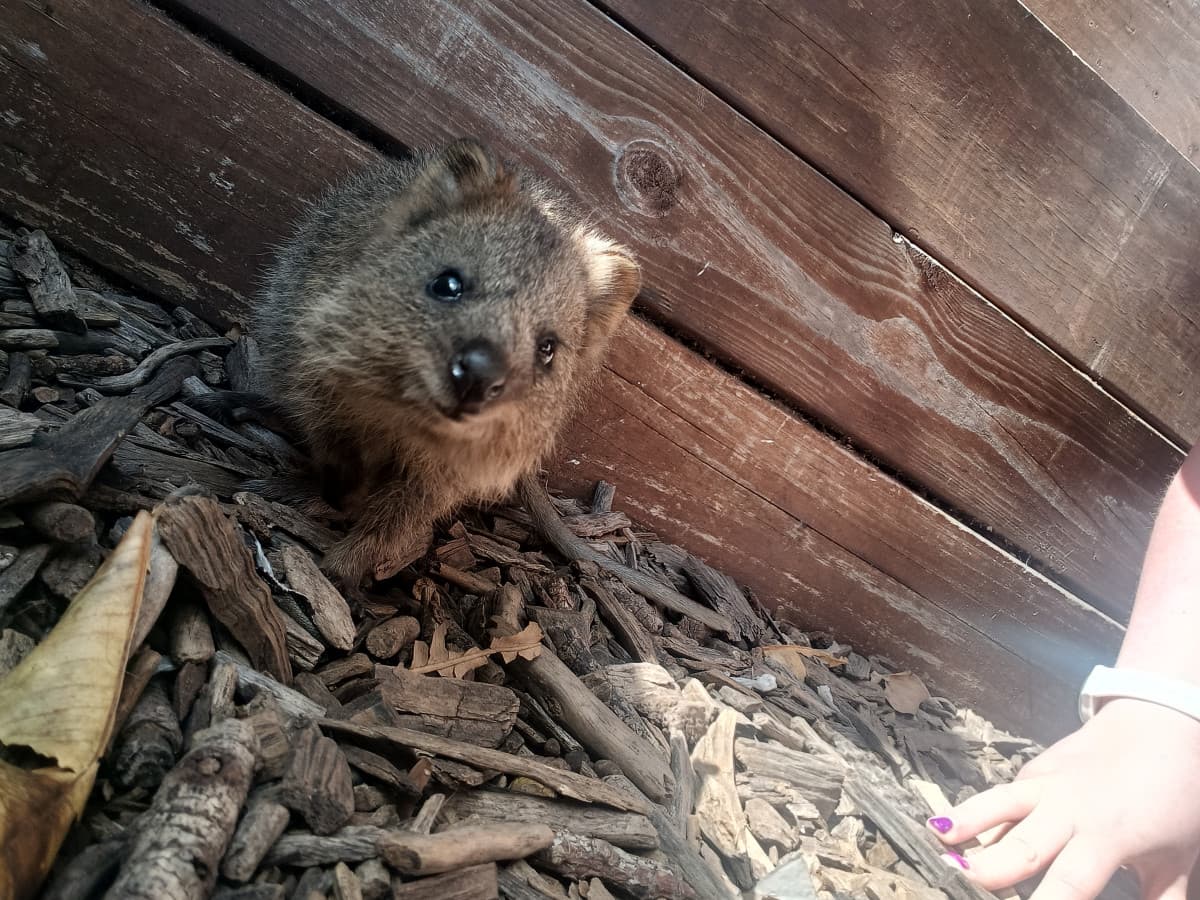 Quokka incontrato oggi 😊