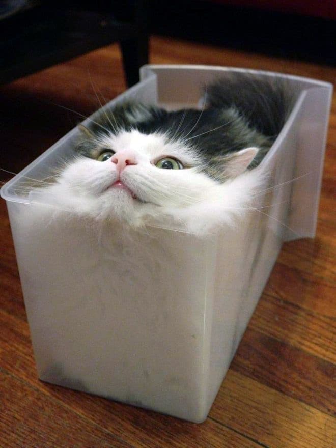 Gatto figo.