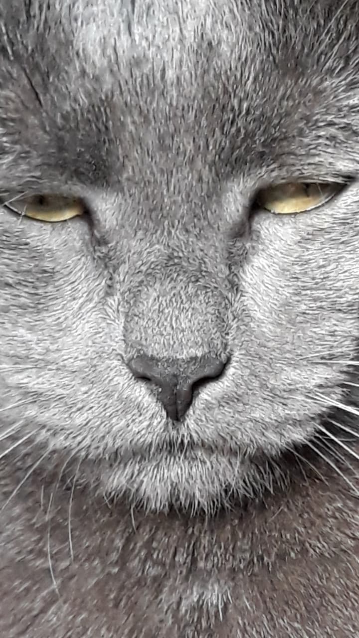 Boh, il mio gatto è serio oggi ?♀️